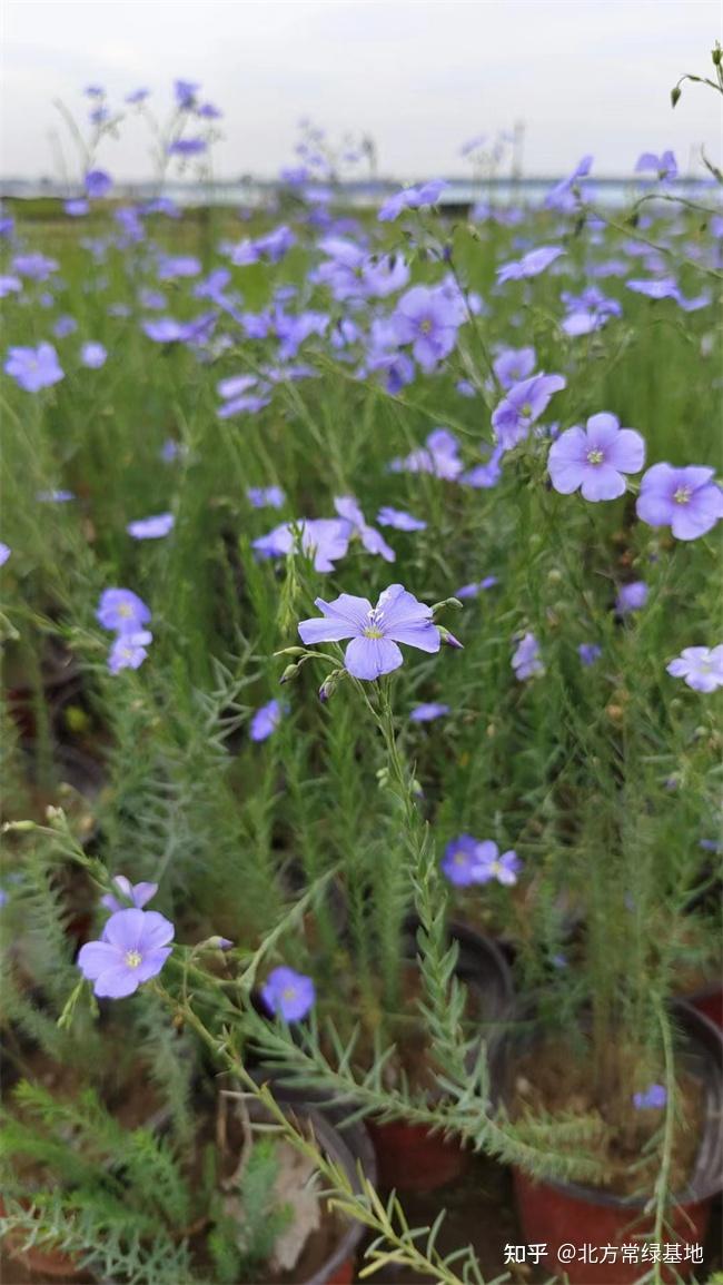 蓝花亚麻种植时间图片