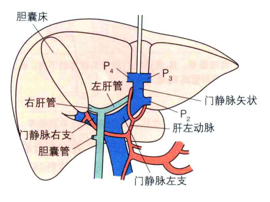 第一肝门的组成图片