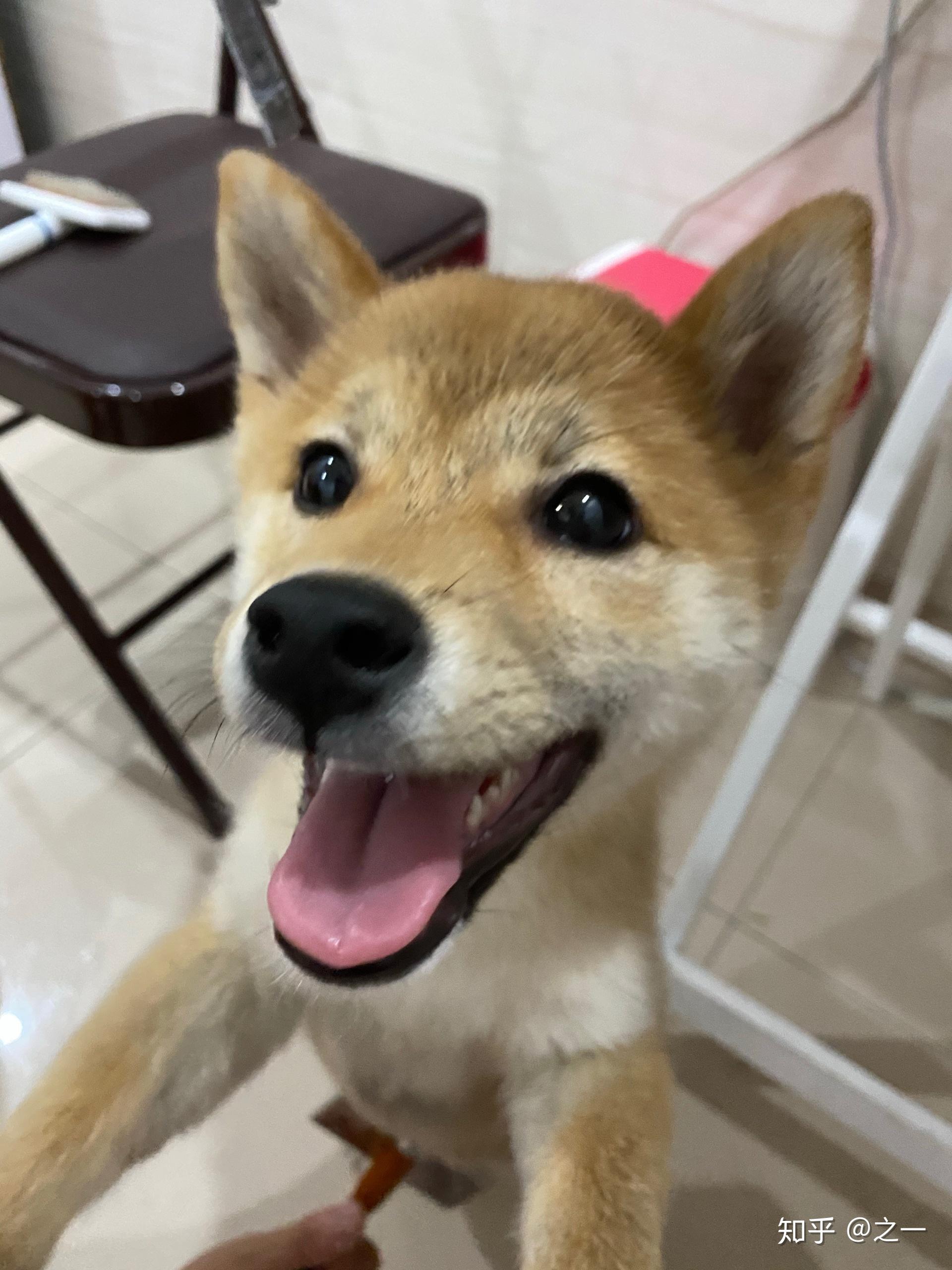 五个月大的柴犬怎么这么丑