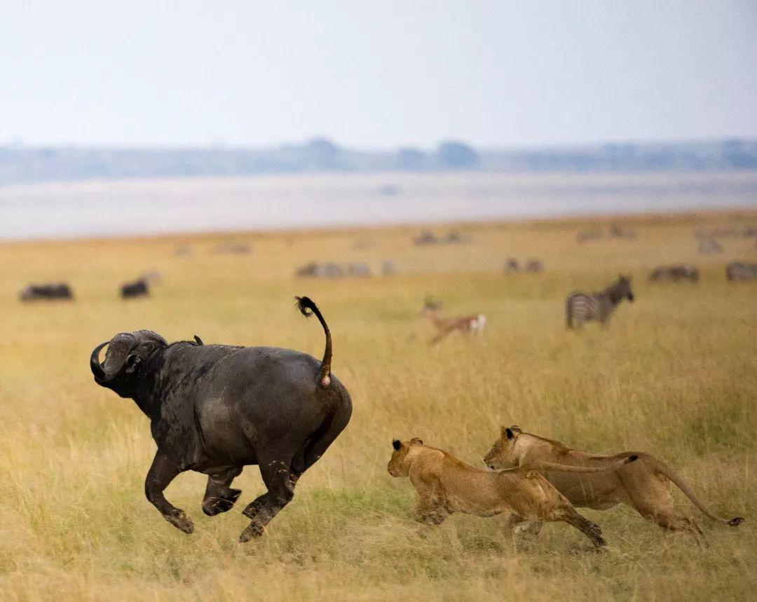 非洲野生动物大迁徙都有哪些有意思的看点