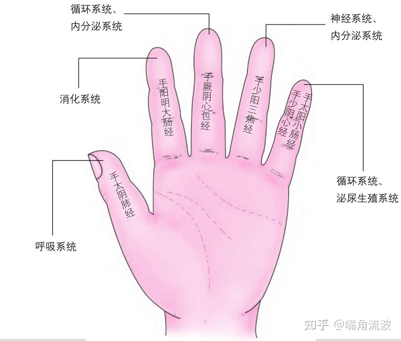 养生之五指与脏腑关系 - 知乎