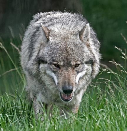 捷克狼犬的价格为什么那么贵