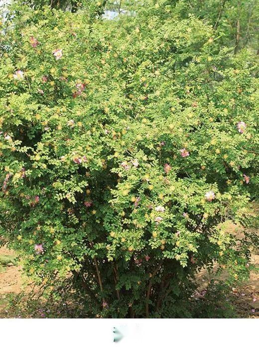 植物分类术语图解及分类方法 - 知乎