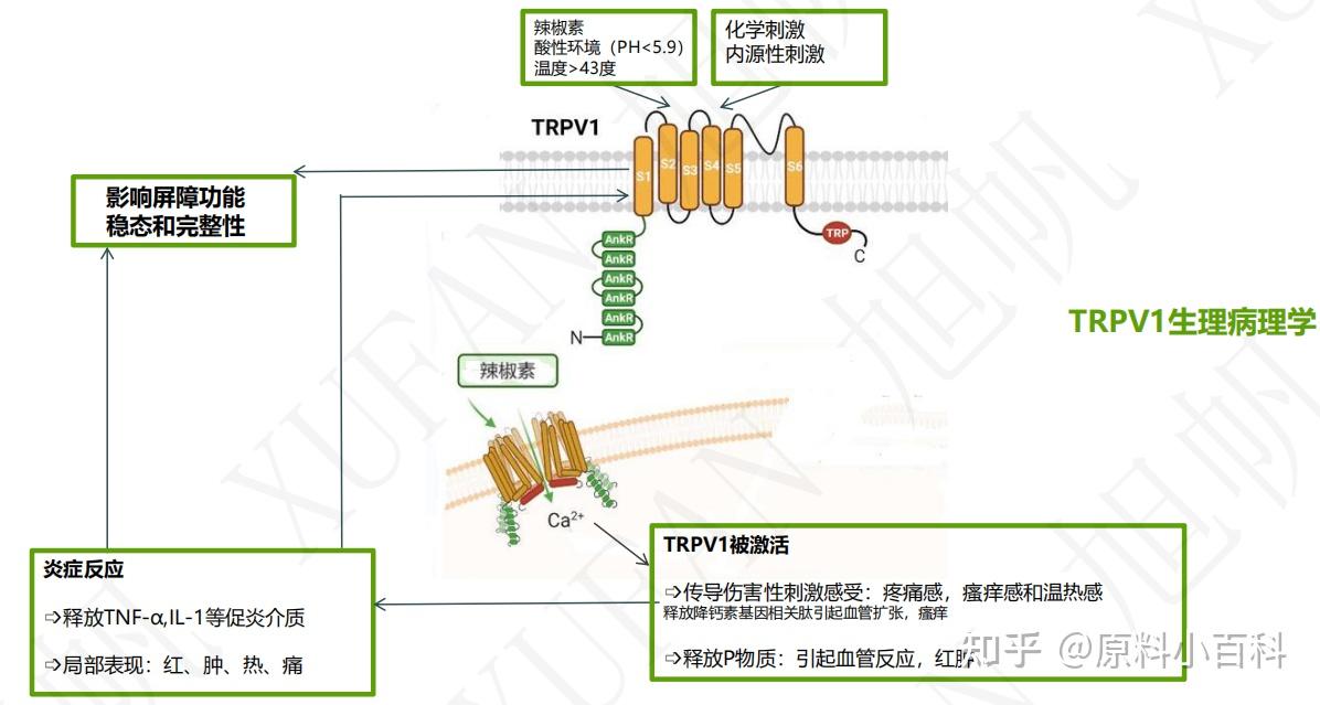 卡瓦醉椒素-妆食同源天然舒敏因子 - 知乎
