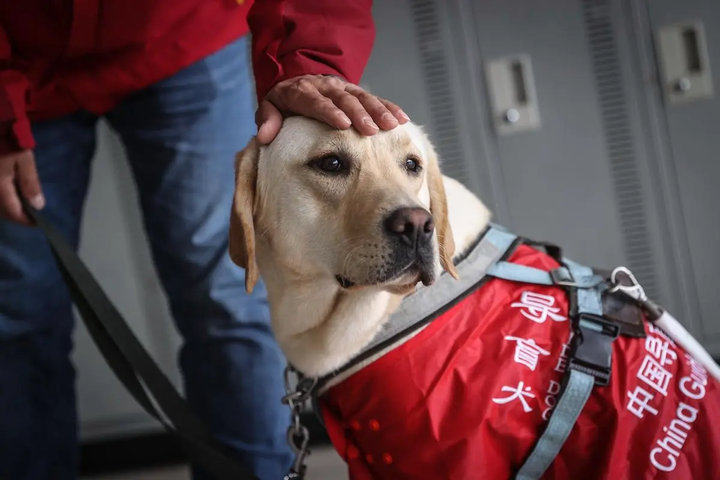 导盲犬:让我做你的眼睛!愿世人温柔以待 - 知乎