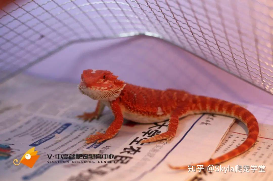 Viserion:鬃狮蜥的颜色品种分类 - 知乎