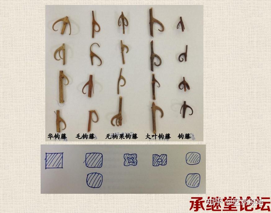 带你识别钩藤 - 知乎