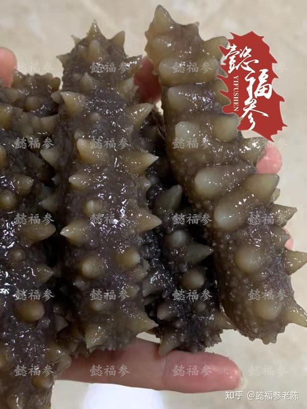 海参是刺多的好还是刺少的好?野生海参和养殖海参在刺型好有啥区别? - 知乎