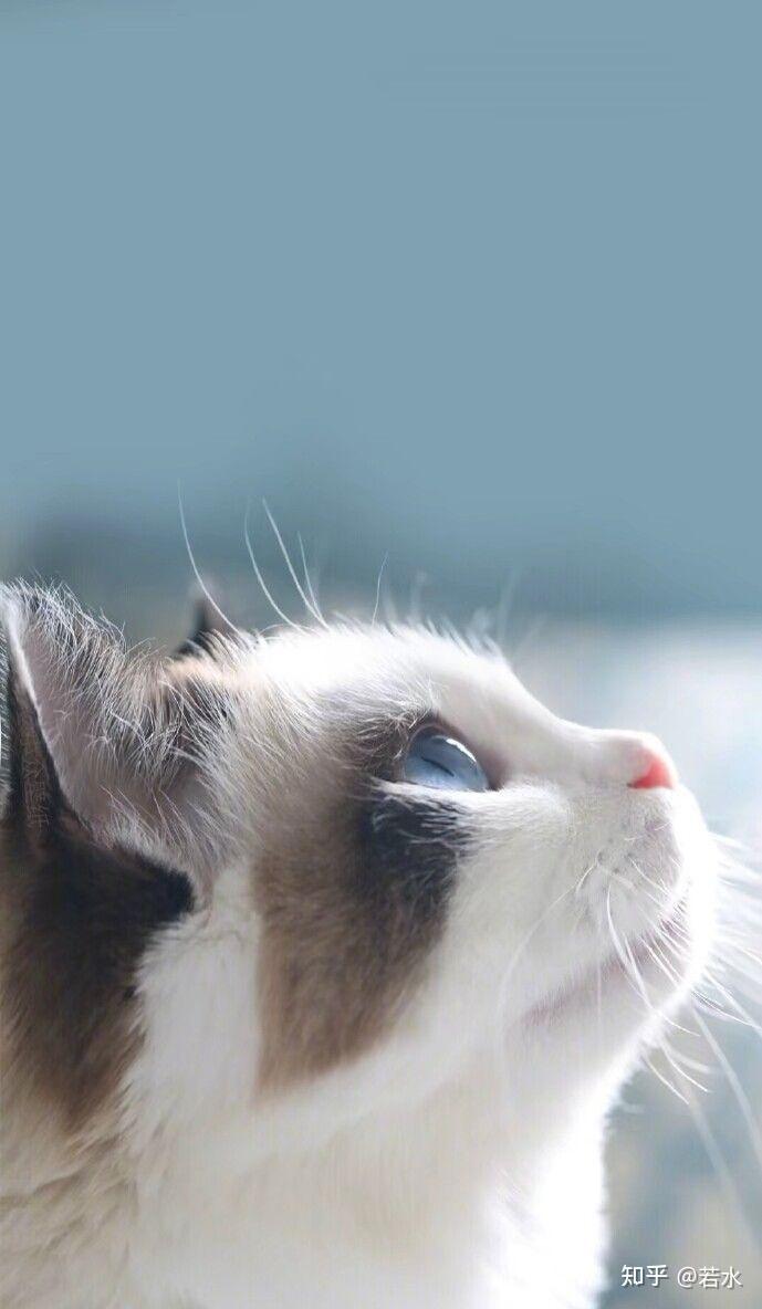 猫咪背景图微信图片