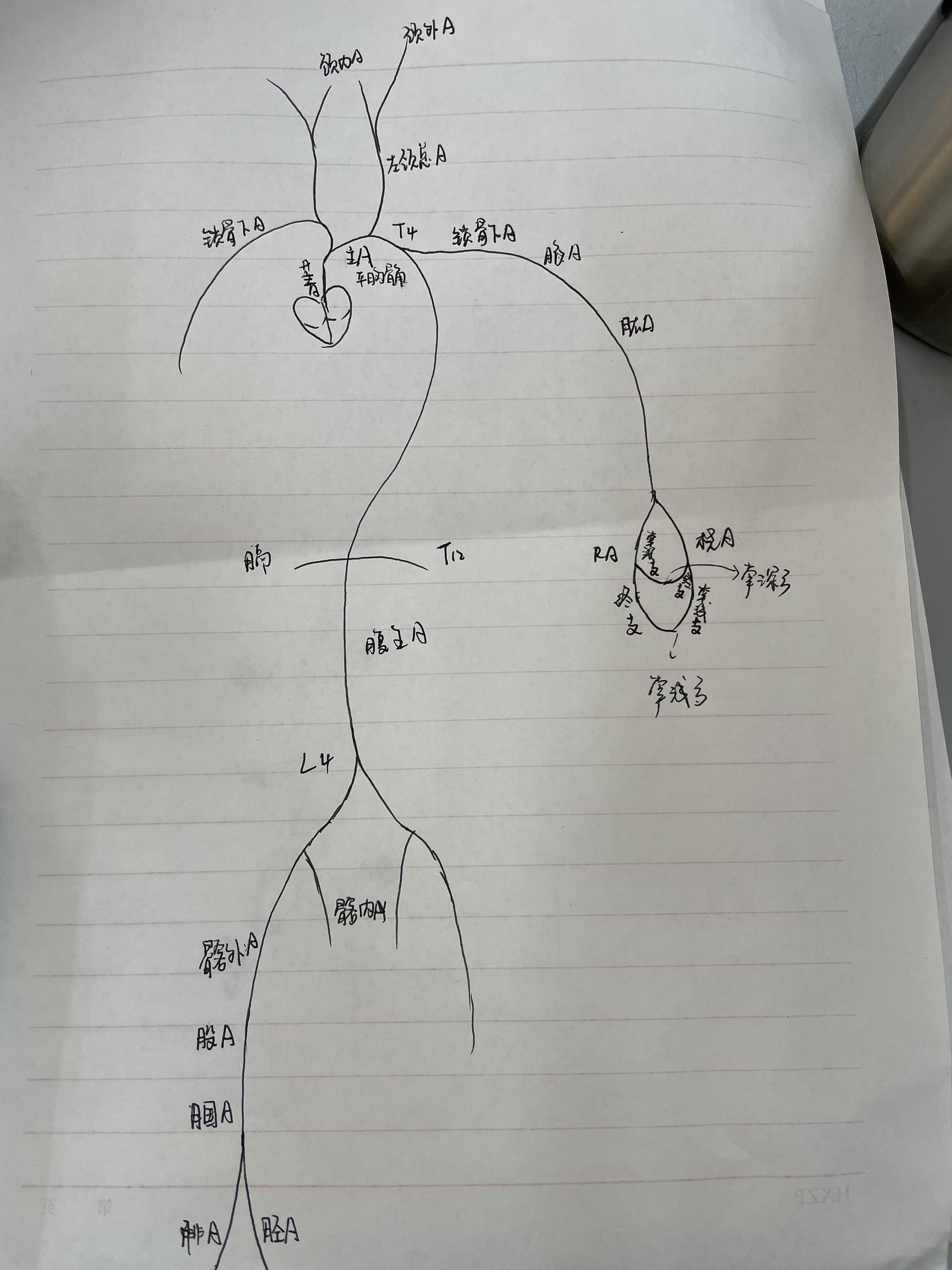 脉管系统手绘图图片