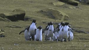 动图封面