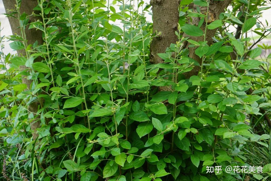 “花赛茉莉、果似秤锤” -- 秤锤树 - 知乎