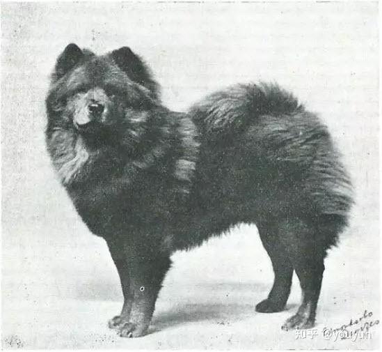 【照片集】原生松狮 1880~1930 - 知乎