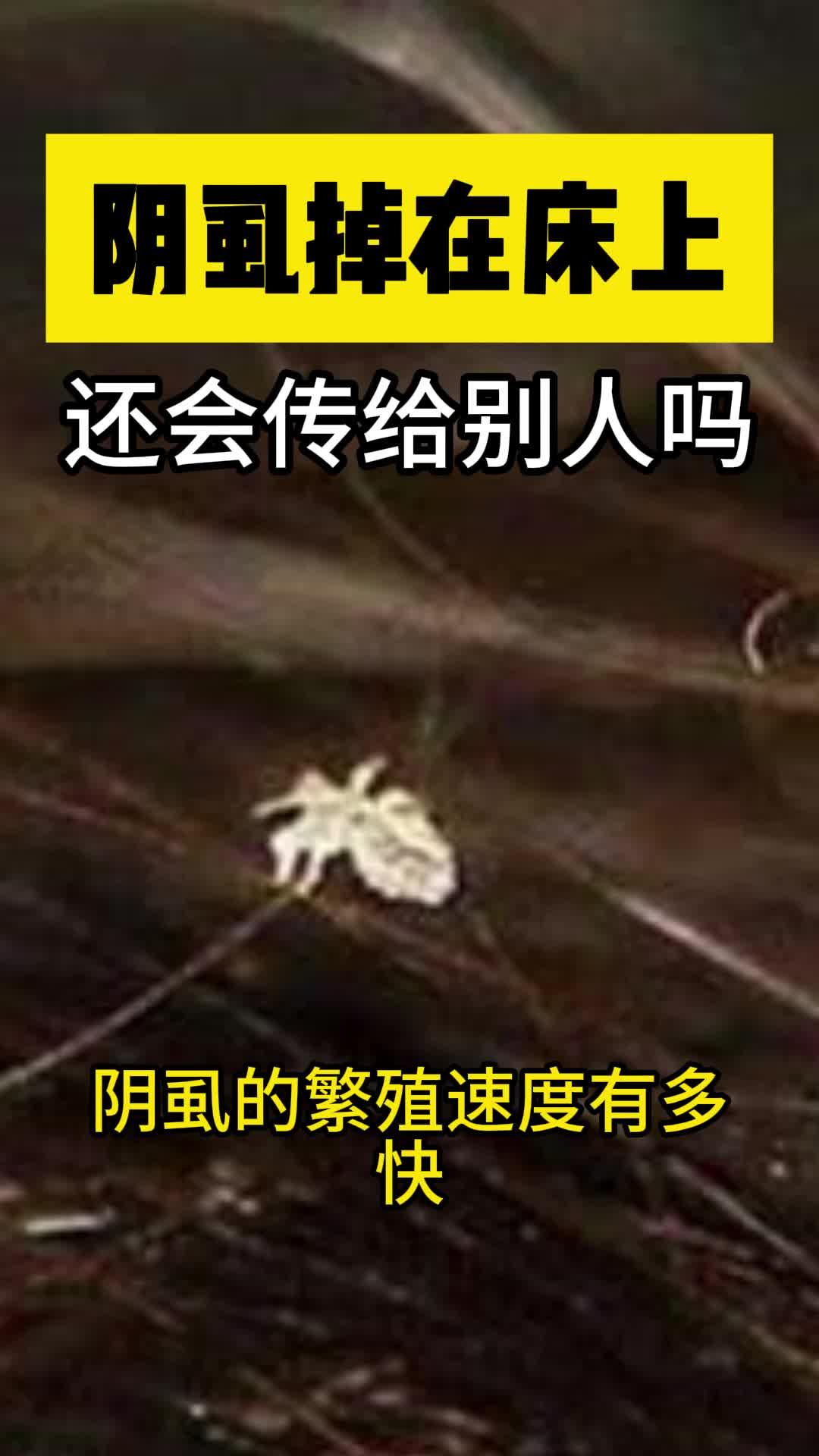 虱子会飞吗图片