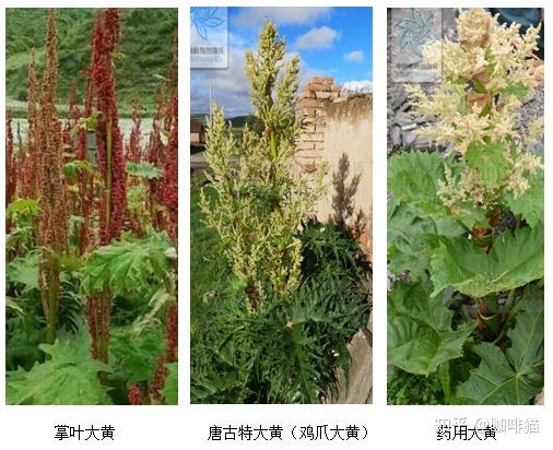 如何区别掌叶大黄唐古特大黄药用大黄三种大黄