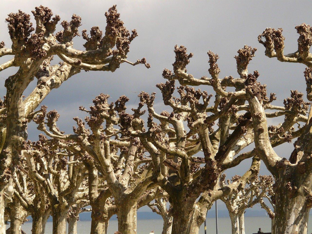 4. 高效出行通道