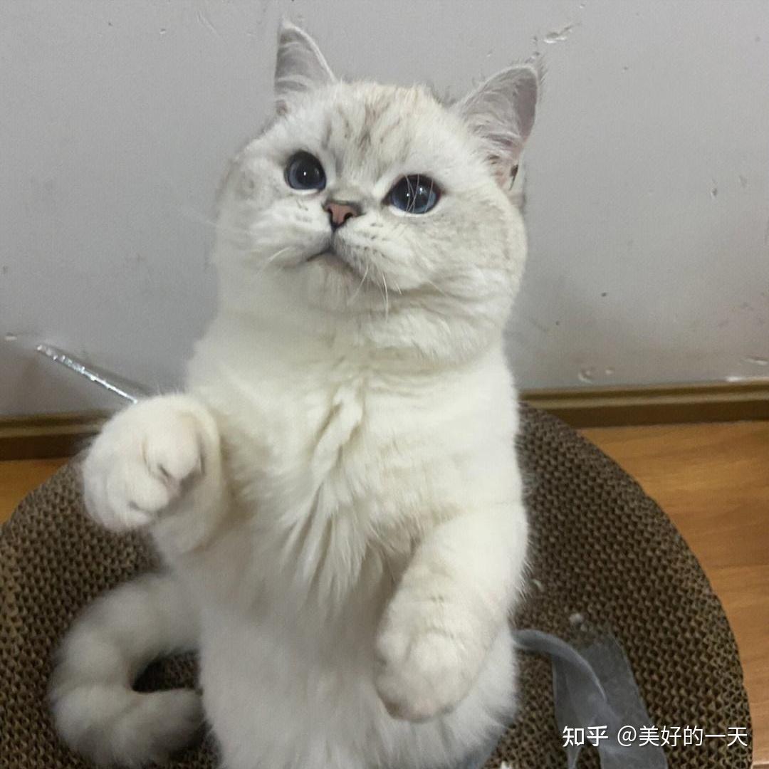 养猫，选“公的”还是“母的”好？过来人告诉你，区别很大 - 知乎
