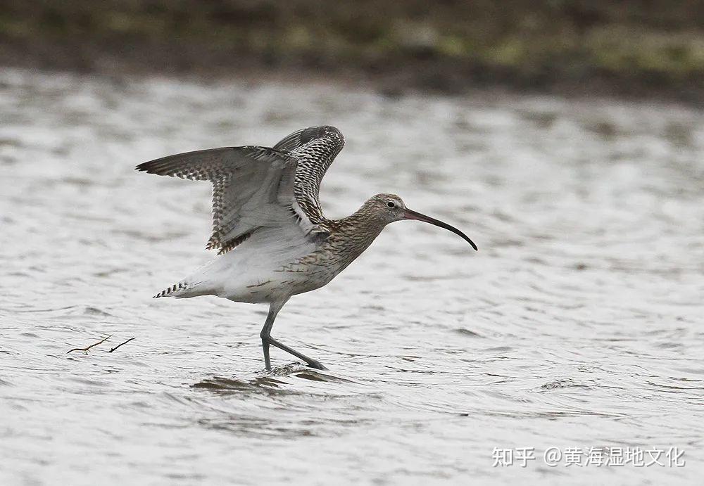 鸟类科普① | 湿地保护和鸟类迁徙研究的代表类群——鹬科鸟类 - 知乎