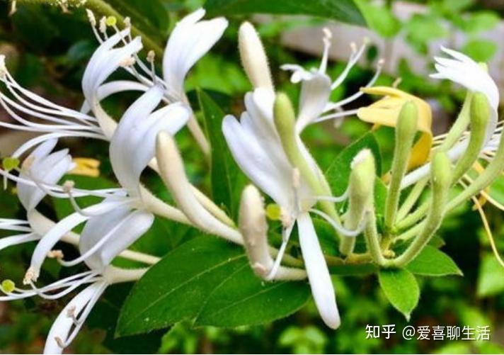 马兰头的七个“死对头”,二者万不可同吃,吃马兰头的禁忌要牢记! - 知乎