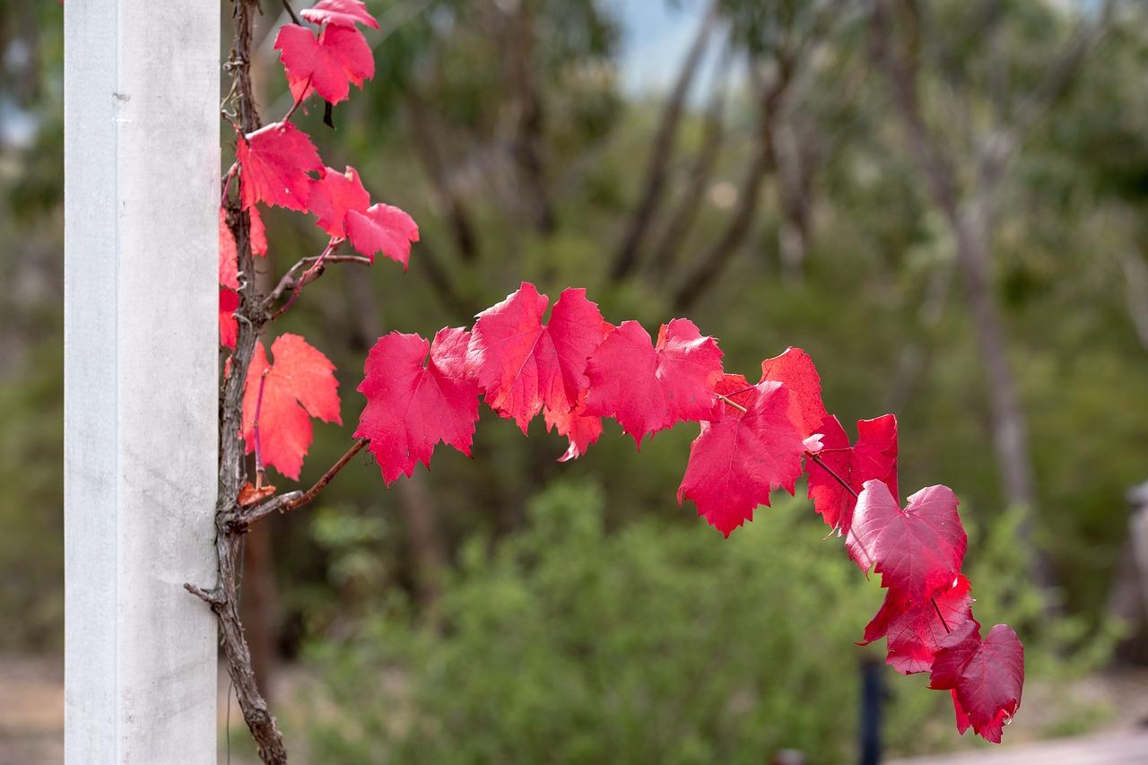 葡萄树怎么插支来种植
