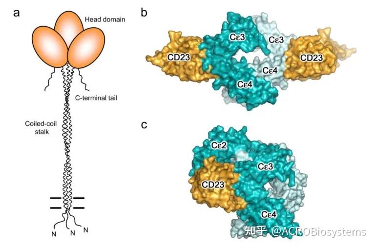 【Nature洞见】IgE介导的FcεRI活化，过敏性疾病的关键机制 - 知乎