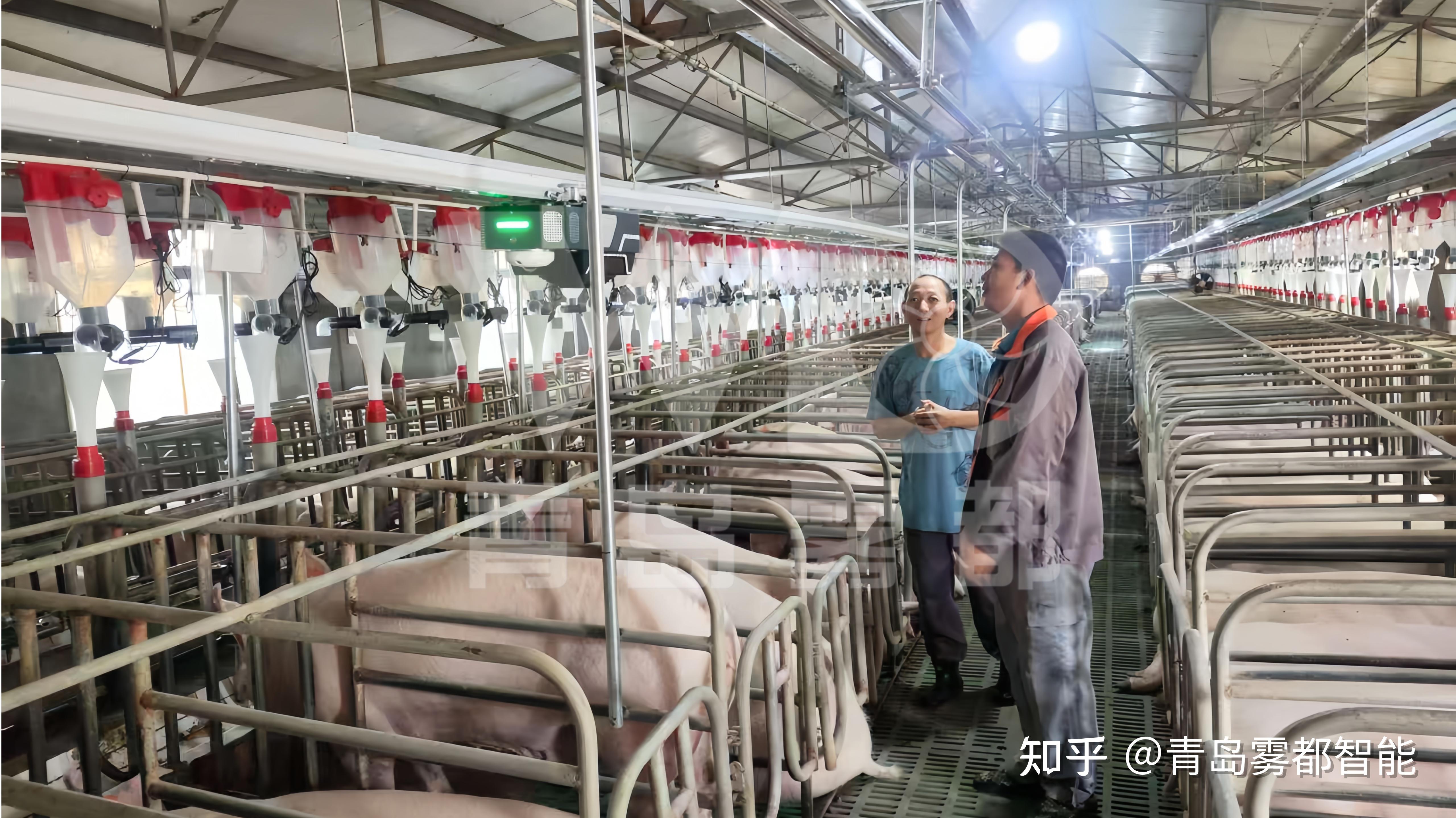 养猪业引入智能化技术，真的能显著提升养殖效益吗？ - 知乎