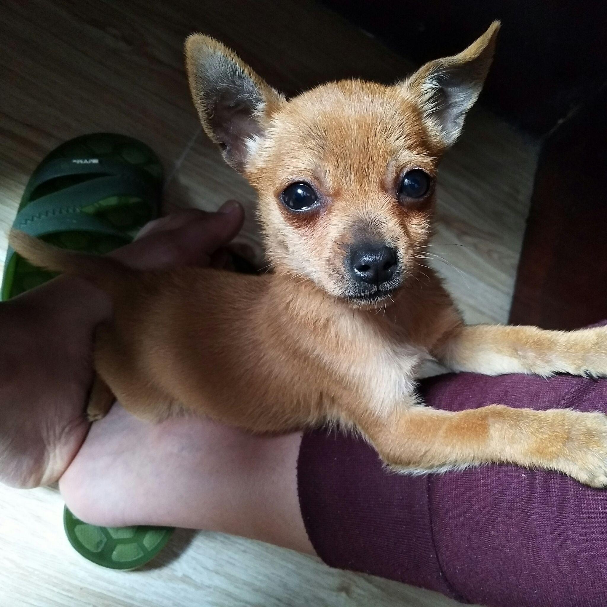 我的吉娃娃不知道和什么狗串的求鉴定