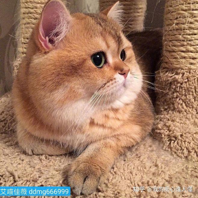 这只深色是金渐层ny12吗