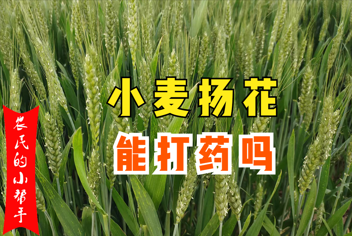 小麦扬花期能打药吗?一个重点要抓住,“见花打药”有什么条件? - 知乎