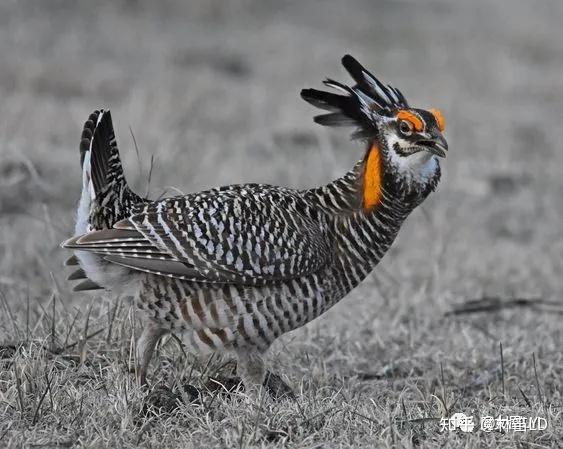 想要变成兔子的草原鸡——来了解一下松鸡们! - 知乎
