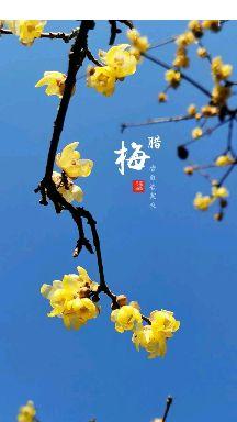 今日大寒，有哪些适合发朋友圈的文案？