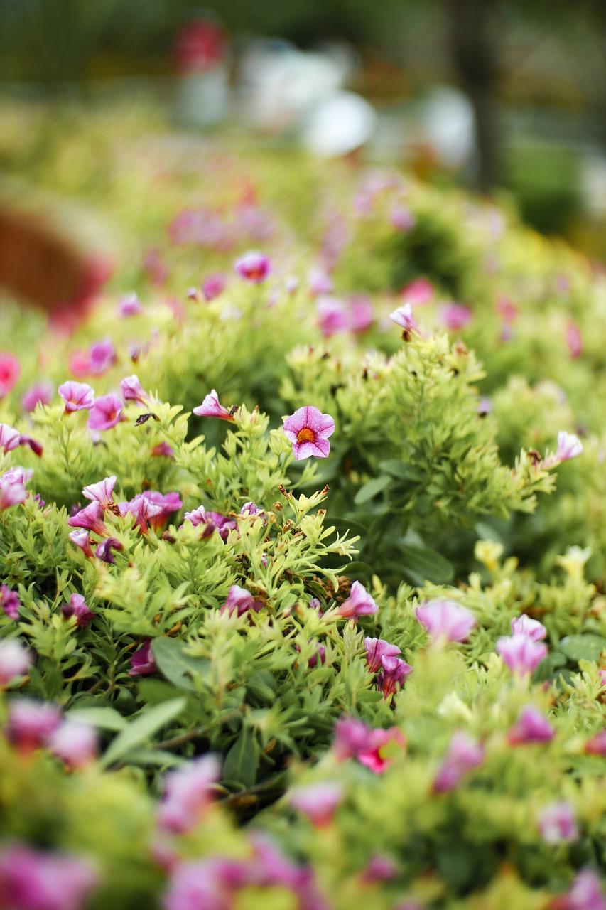 家居植物风水布局