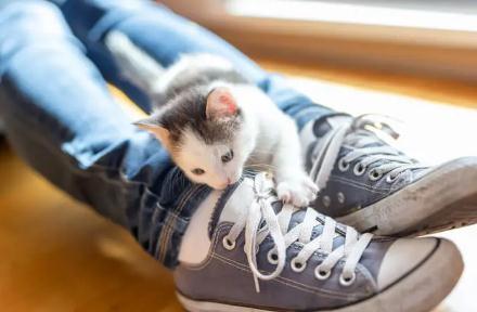 猫喜欢闻鞋仔,这样会被传染上脚气吗?