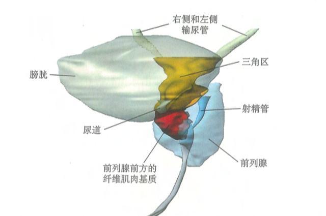 带你深入了解人类的前列腺结构，解决你对前列腺的疑问 知乎 