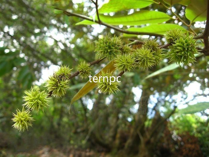 浑身是宝的植物——栲树植物非试管高效快繁 - 知乎