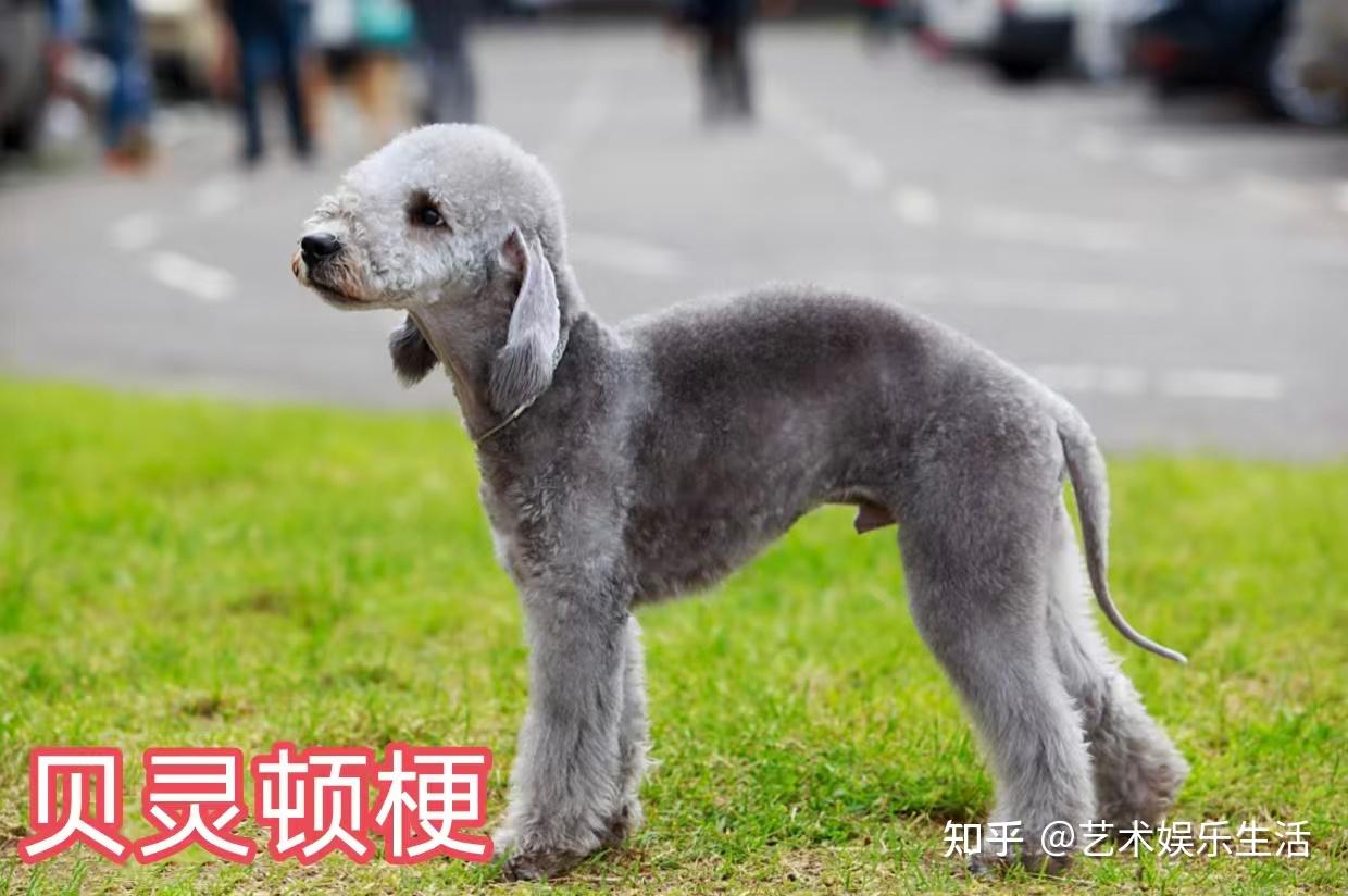 家犬的品种都有什么? - 知乎