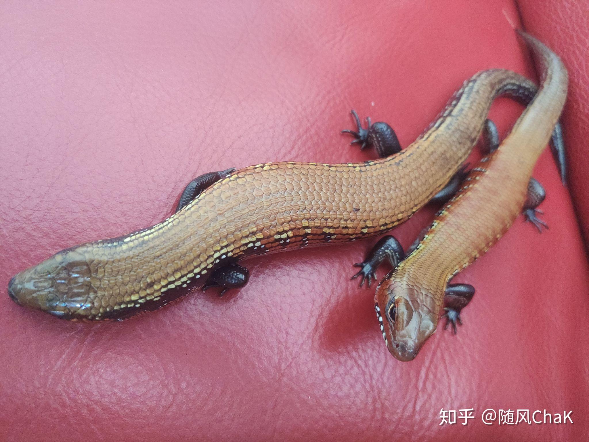 火焰石龙子的是一种什么样的宠物? - 知乎