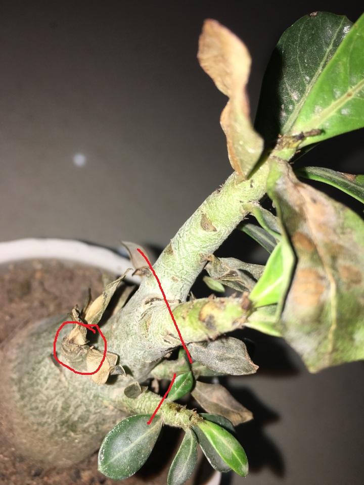 买的沙漠玫瑰,变成这样了,是怎么回事啊,还有救不,该怎么办? - 知乎