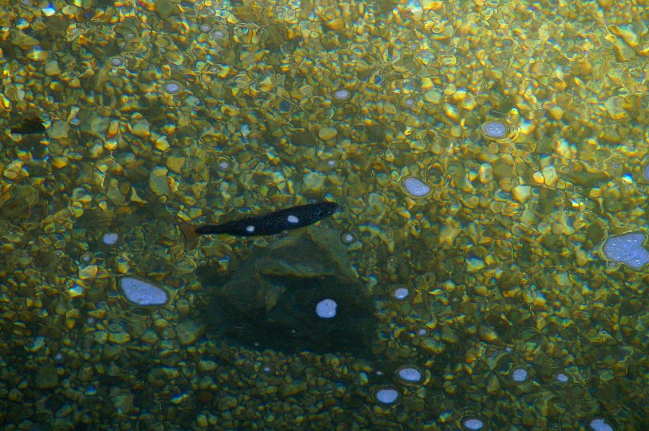 2. 级别卵石价目