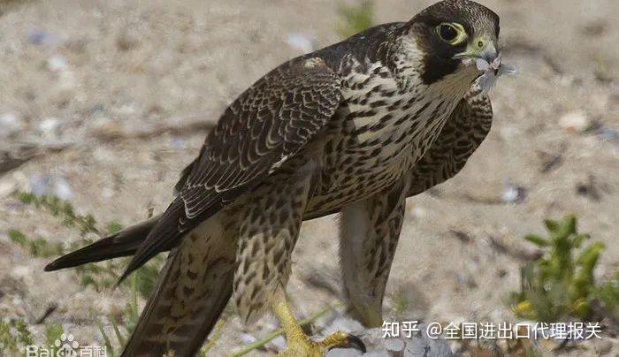 “异宠”知多少丨“空中霸王”鹰隼 - 知乎