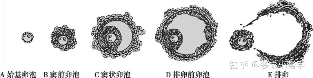 多囊为何要养卵?10种养卵食材你都有吃吗? - 知乎