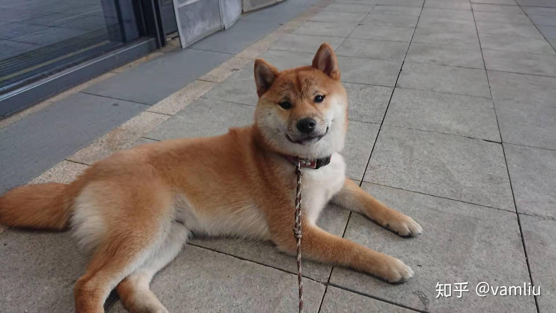 各位大佬看看我家母柴犬品相好吗吗