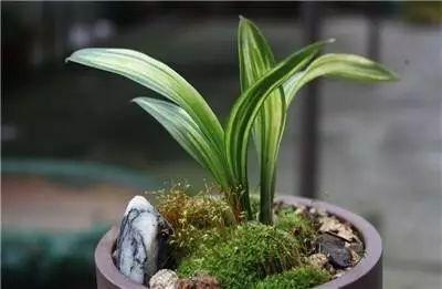 泥盆、陶盆、瓷盆…兰花用什么花盆种养最好 - 知乎