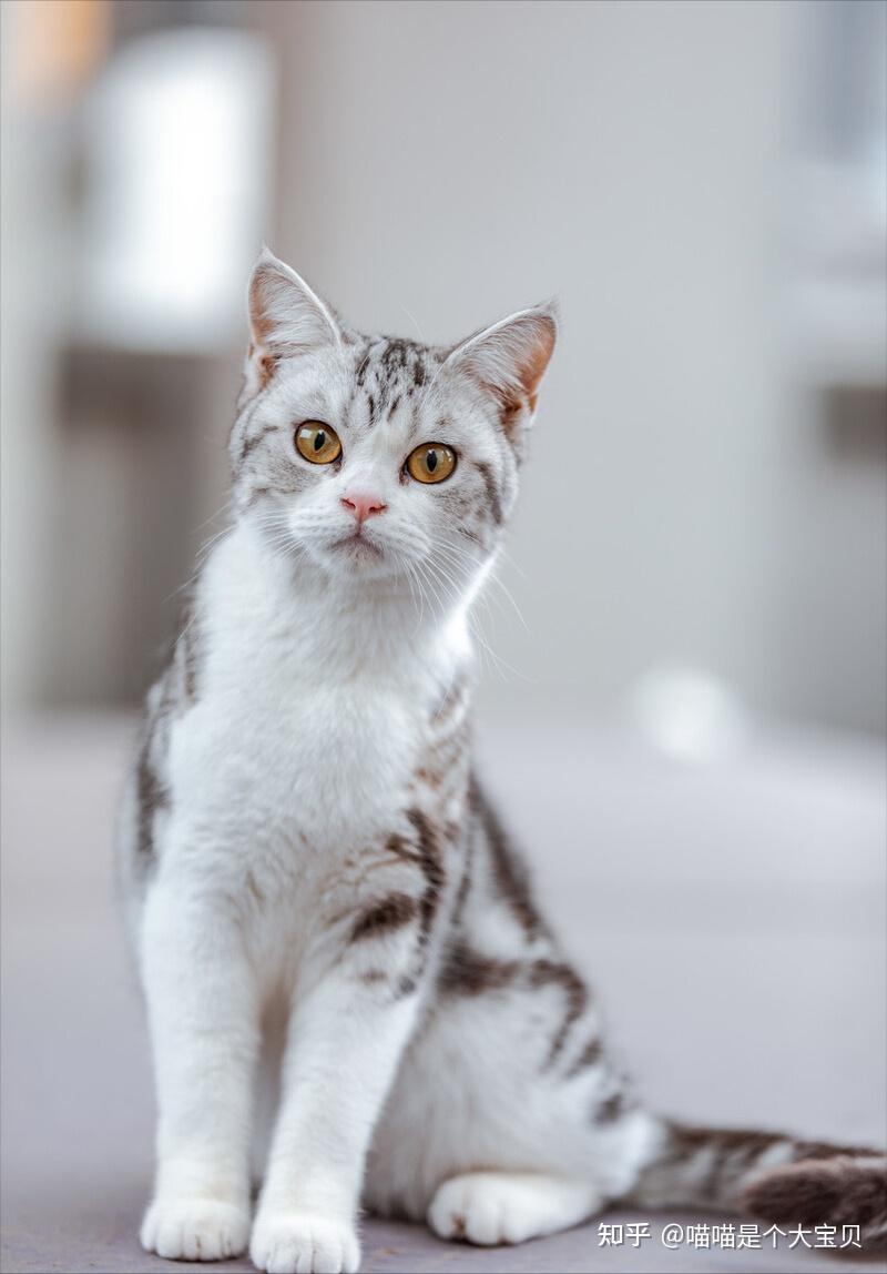 美短猫的优缺点,看完,你还会养吗? - 知乎