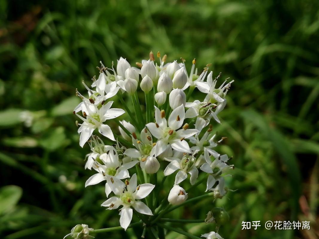 山海经里南次一经里所说的祝余是什么草? - 知乎