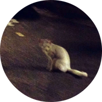 Zhihu profile picture for @nonsensical