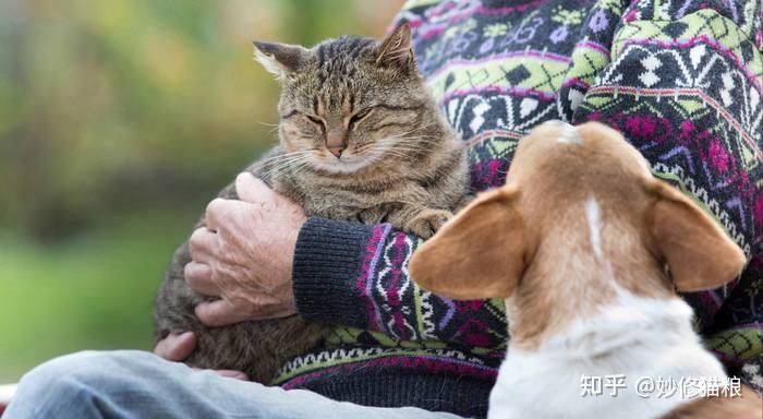 养猫原来有这么多好处,怪不得刘亦菲养了那么多! - 知乎