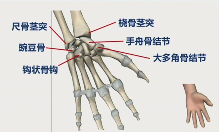 腕关节及手部解剖 - 知乎