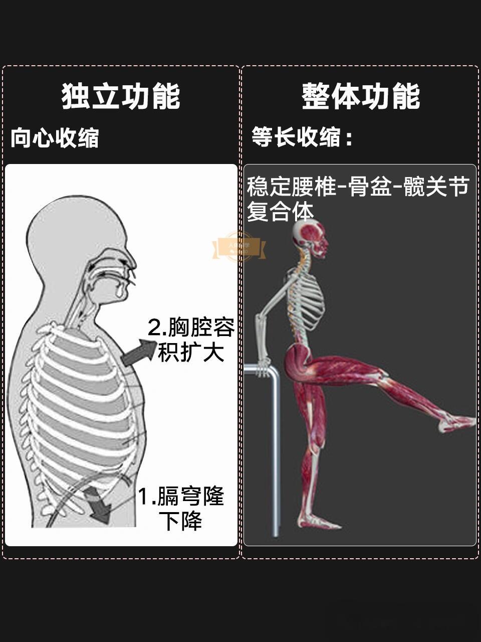 【膈肌】呼吸的发动机:生命的起伏 - 知乎
