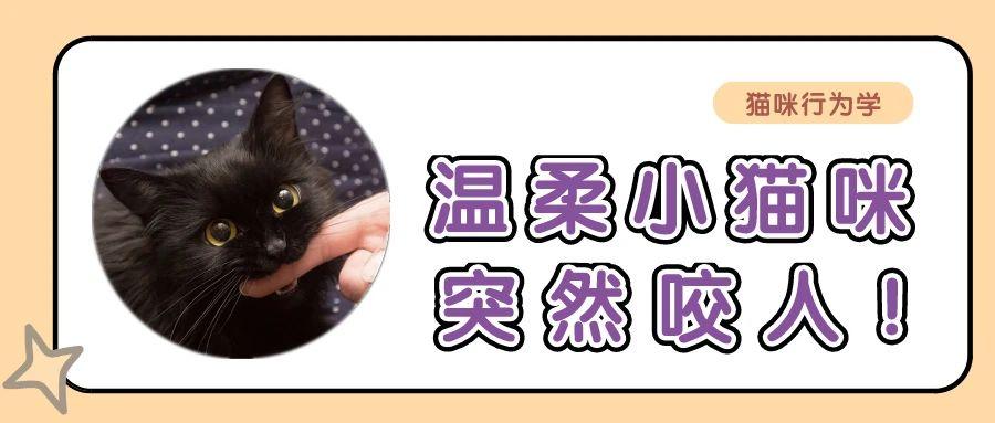 养猫难题丨我的猫为什么突然咬我 知乎 养猫难题丨我的猫为什么突然咬我 知乎